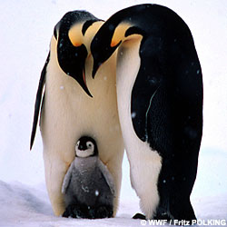 Pinguin Animalute Haioase
